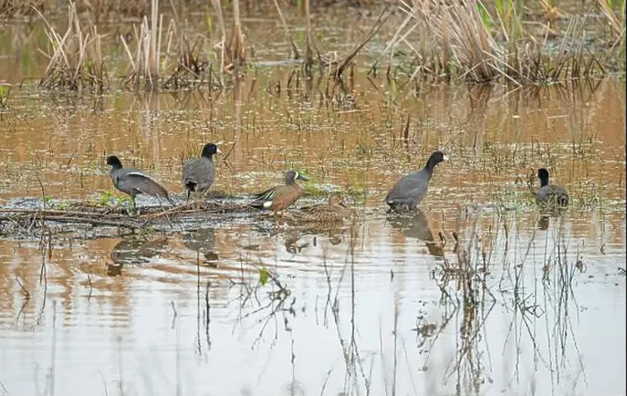 Framed Print : Coots and Teals in a Wetland Pond in the Anahuac National Wildlife Refuge in Texas Framed Print : Coots and Teals in a Wetland Pond in the Anahuac National Wildlife Refuge in Texas
