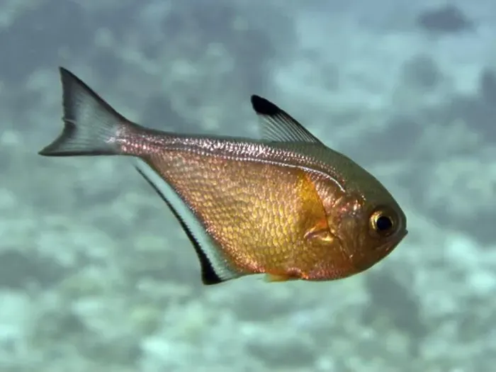 Framed Print : A copper-coloured fish with distinctive fins Framed Print : A copper-coloured fish with distinctive fins