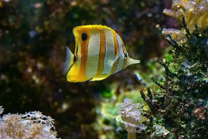 Framed Print : The copperband butterflyfish (Chelmon rostratus) Framed Print : The copperband butterflyfish (Chelmon rostratus)