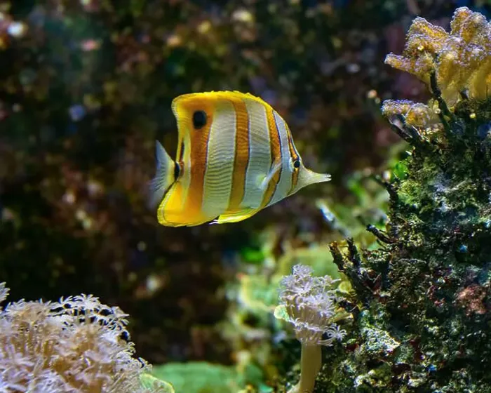 Framed Print : The copperband butterflyfish (Chelmon rostratus)