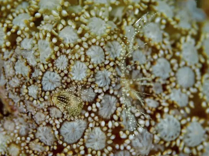 Framed Print : Coral barnacle (Ceratoconcha), crustacean Framed Print : Coral barnacle (Ceratoconcha), crustacean