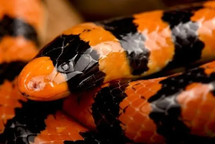 Framed Print : Coral cylinder snake (Anilius scytale) Framed Print : Coral cylinder snake (Anilius scytale)