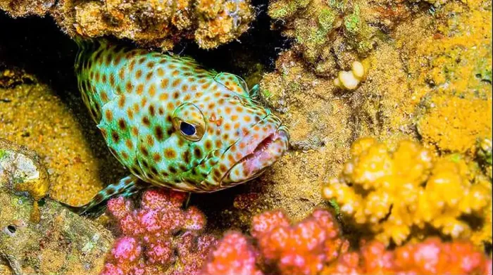 Framed Print : Coral grouper, Cephalopholis miniata, Coral Reef, Red Sea, Egypt, Africa Framed Print : Coral grouper, Cephalopholis miniata, Coral Reef, Red Sea, Egypt, Africa