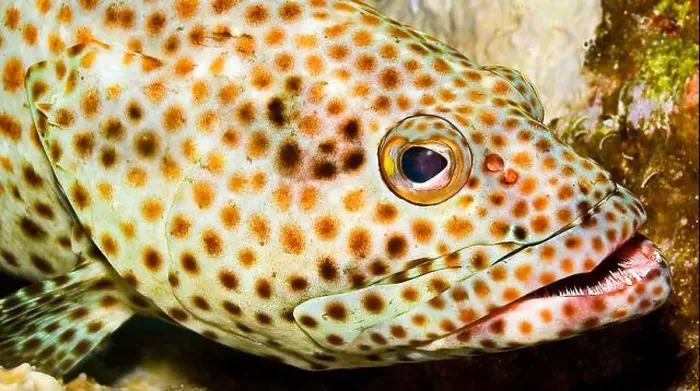 Framed Print : Coral grouper, Cephalopholis miniata, Coral Reef, Red Sea, Egypt, Africa Framed Print : Coral grouper, Cephalopholis miniata, Coral Reef, Red Sea, Egypt, Africa