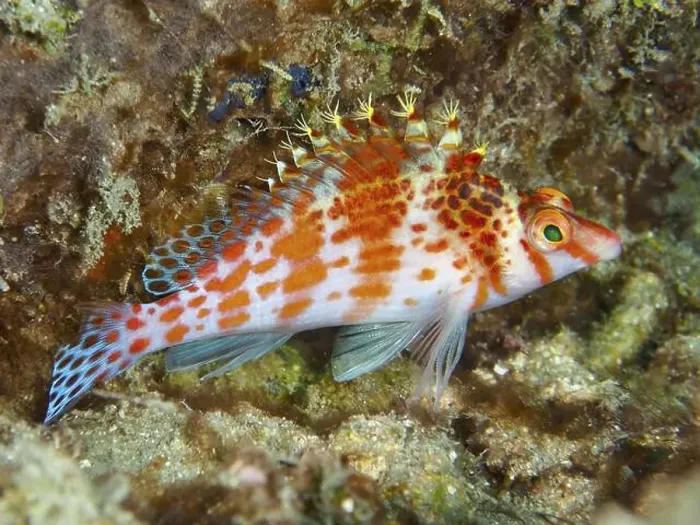 Framed Print : Coral hawkfish (Cirrhitichthys falco) Framed Print : Coral hawkfish (Cirrhitichthys falco)