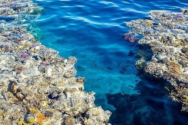 Coral reef in blue water of Red Sea