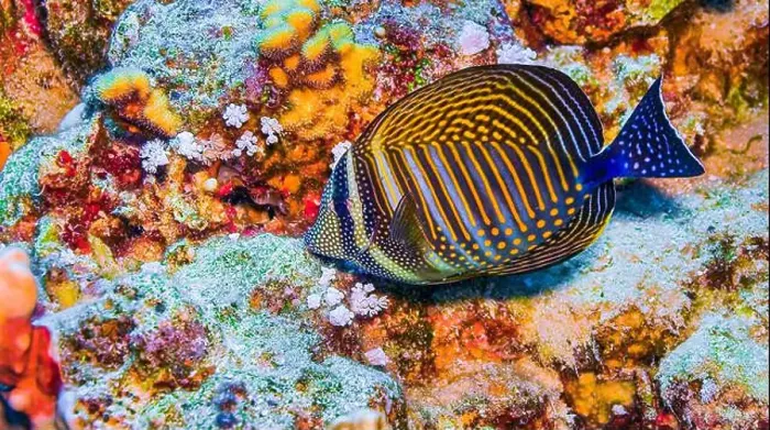 Framed Print : Coral Reef Fish, Coral Reef, Red Sea, Egypt, Africa Framed Print : Coral Reef Fish, Coral Reef, Red Sea, Egypt, Africa