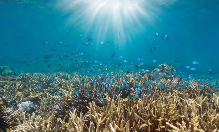 Framed Print : Coral reef with fish and sunlight underwater in the south Pacific ocean, New Caledonia Framed Print : Coral reef with fish and sunlight underwater in the south Pacific ocean, New Caledonia