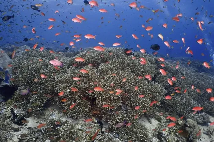 Framed Print : Coral reef with many small orange-coloured fish Framed Print : Coral reef with many small orange-coloured fish