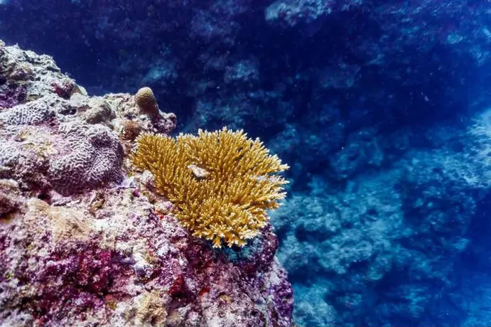 Framed Print : Coral Reef and Tropical Fish on Maldives island Framed Print : Coral Reef and Tropical Fish on Maldives island