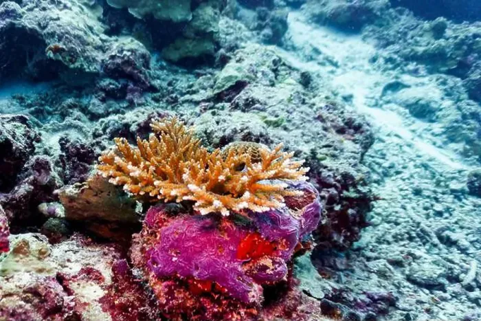 Framed Print : Coral Reef and Tropical Fish on Maldives island Framed Print : Coral Reef and Tropical Fish on Maldives island