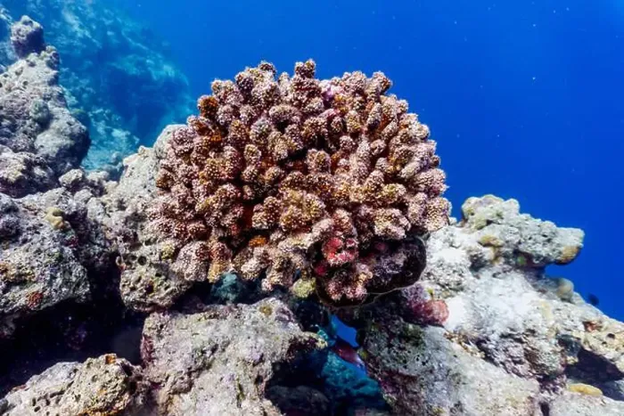 Framed Print : Coral Reef and Tropical Fish on Maldives island Framed Print : Coral Reef and Tropical Fish on Maldives island