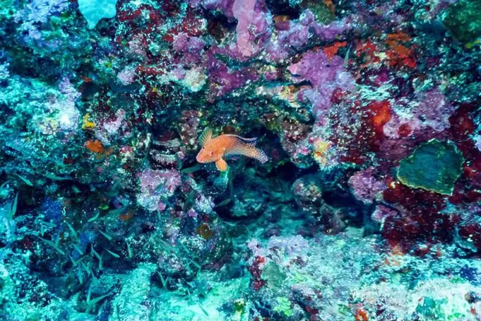 Framed Print : Coral Reef and Tropical Fish on Maldives island Framed Print : Coral Reef and Tropical Fish on Maldives island