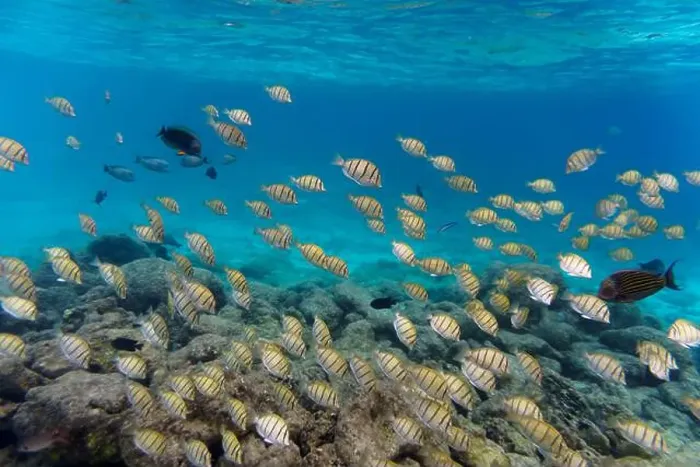 Framed Print : Coral Reef and Tropical Fish on Maldives island Framed Print : Coral Reef and Tropical Fish on Maldives island
