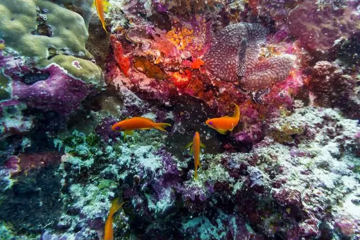 Framed Print : Coral Reef and Tropical Fish on Maldives island Framed Print : Coral Reef and Tropical Fish on Maldives island