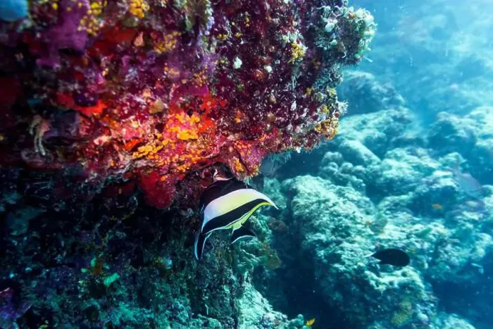 Framed Print : Coral Reef and Tropical Fish on Maldives island Framed Print : Coral Reef and Tropical Fish on Maldives island
