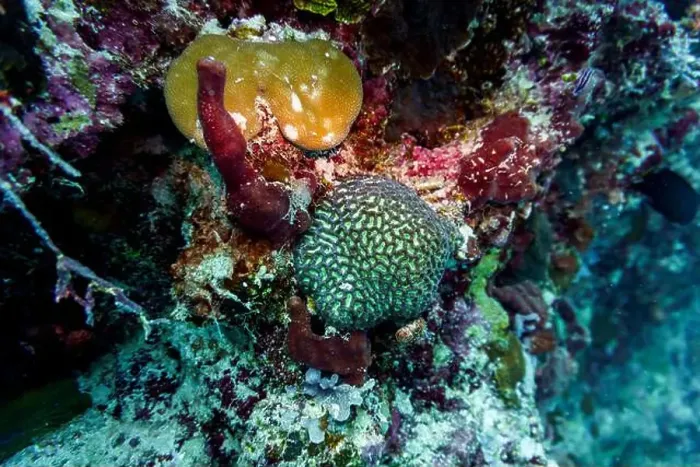Framed Print : Coral Reef and Tropical Fish on Maldives island Framed Print : Coral Reef and Tropical Fish on Maldives island