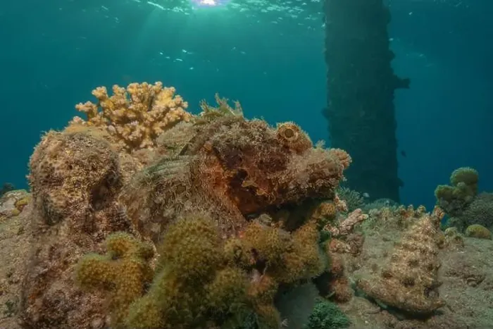Framed Print : Coral reef and water plants in the Red Sea, Eilat Israel
