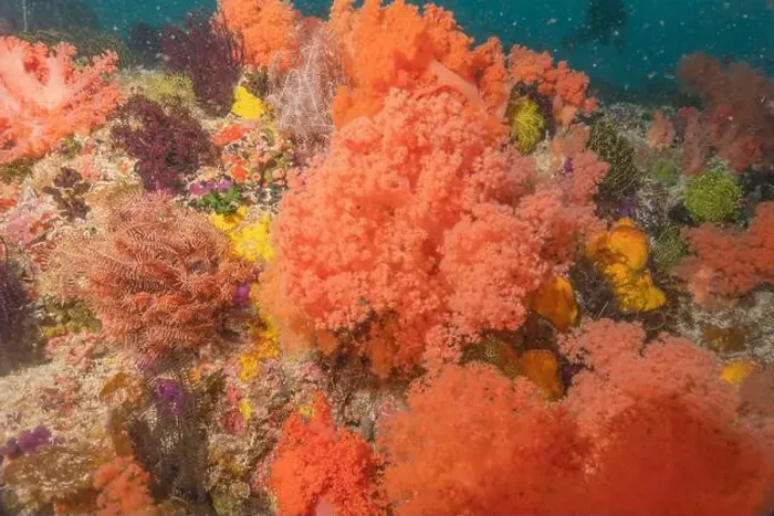 Framed Print : Coral reef and water plants in the Sea of the Philippines Framed Print : Coral reef and water plants in the Sea of the Philippines