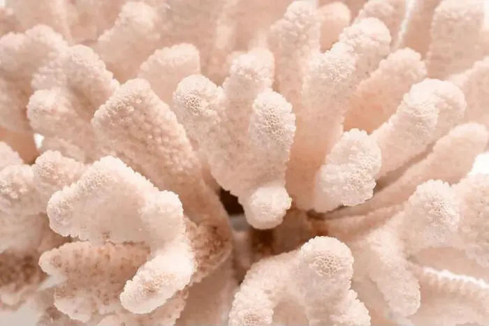 Framed Print : Coral in shade of mocha mousse, closeup view. Color of 2025 year Framed Print : Coral in shade of mocha mousse, closeup view. Color of 2025 year