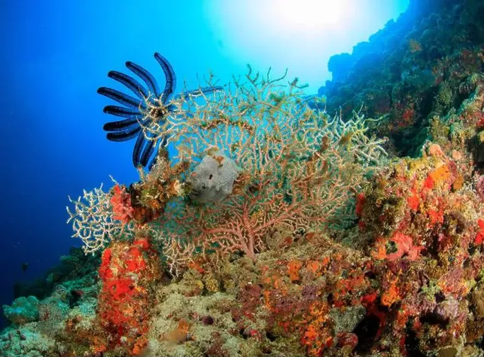 Framed Print : Several corals of different colors and shades on the reef Framed Print : Several corals of different colors and shades on the reef