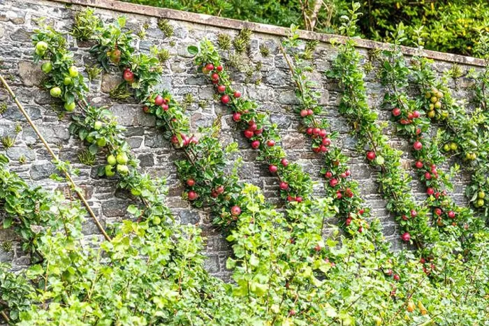 Framed Print : Cordon apples ripening in the walled garden at the Torrisdale Castle Estate on the Kintyre Peninsula Framed Print : Cordon apples ripening in the walled garden at the Torrisdale Castle Estate on the Kintyre Peninsula