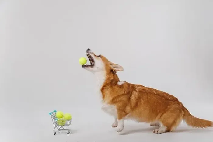 Framed Print : Corgi dog jumping to catch a tennis ball with shopping cart full of tennis balls Framed Print : Corgi dog jumping to catch a tennis ball with shopping cart full of tennis balls