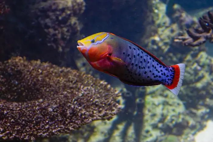 Framed Print : Coris Formosa fish inside beautiful reef