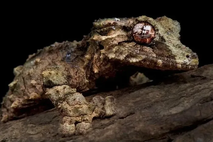 Framed Print : Cork bark leaf-tailed gecko (Uroplatus pietschmanni)
