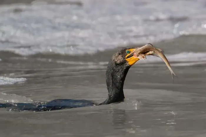 Framed Print : A cormorant eats a fish in the Haw River Framed Print : A cormorant eats a fish in the Haw River