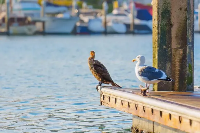 Framed Print : Cormorant and a seagull standing on the dock Framed Print : Cormorant and a seagull standing on the dock