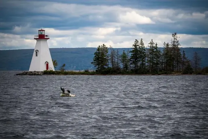 Framed Print : Cormorants on the water in front of lighthouse on the Cabot Trail