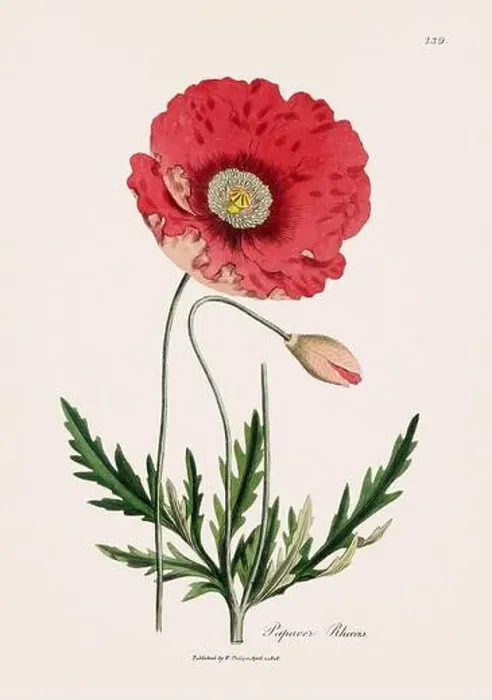 Framed Print : Corn Poppy. Botanical Illustration: Antique Medical Botanical Artwork from a 19th-century Botany Book Plate Framed Print : Corn Poppy. Botanical Illustration: Antique Medical Botanical Artwork from a 19th-century Botany Book Plate