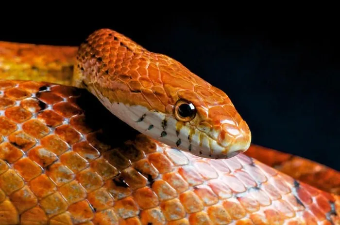 Framed Print : Corn snake / Pantherophis guttatus Framed Print : Corn snake / Pantherophis guttatus