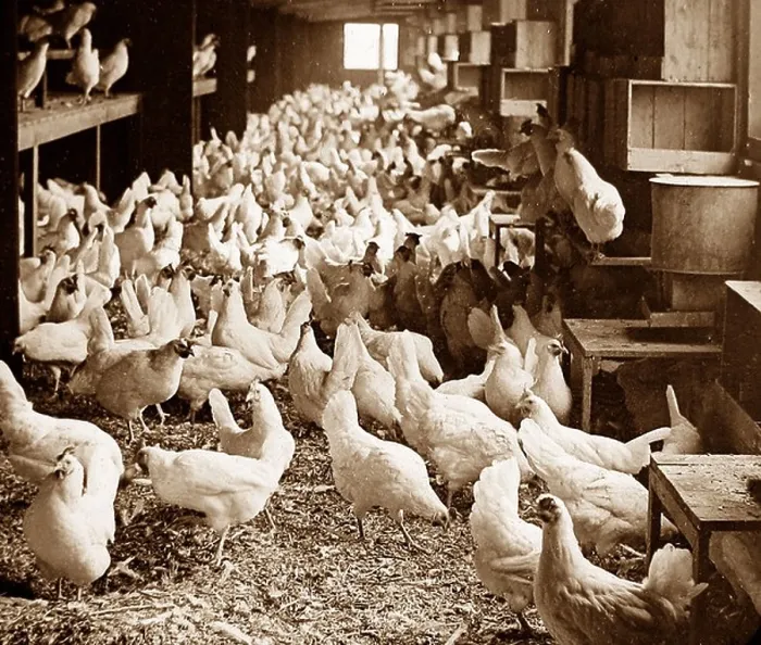 Framed Print : Corning Egg Farm, Bound Brook, New Jersey, USA early 1900s Framed Print : Corning Egg Farm, Bound Brook, New Jersey, USA early 1900s