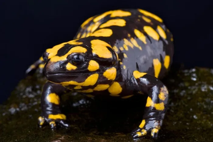 Framed Print : Corsican fire salamander, Salamandra corsica Framed Print : Corsican fire salamander, Salamandra corsica