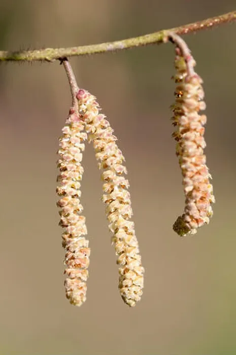 Framed Print : CORYLUS SIEBOLDIANA CLOSE UP OF CATKINS Framed Print : CORYLUS SIEBOLDIANA CLOSE UP OF CATKINS