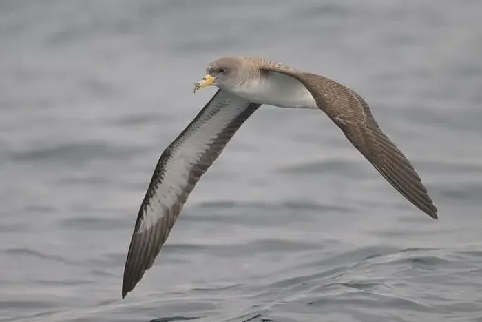 Framed Print : Cory's shearwater (Calonectris borealis), flying, with the sea as background Framed Print : Cory's shearwater (Calonectris borealis), flying, with the sea as background