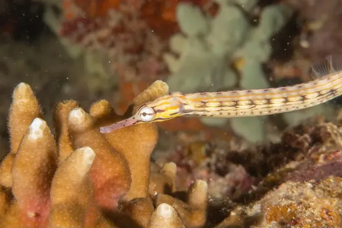 Framed Print : Corythoichthys Ocellatus Ocellated pipefish in the Sea of the Philippines Framed Print : Corythoichthys Ocellatus Ocellated pipefish in the Sea of the Philippines