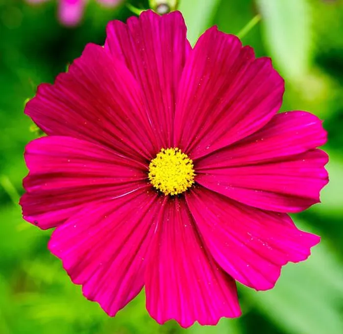 Framed Print : Cosmos bipinnatus Dazzler in bright purple Framed Print : Cosmos bipinnatus Dazzler in bright purple