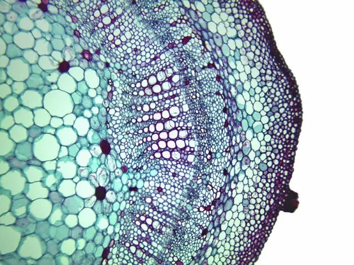 Framed Print : cotton (Gossypium spec.), cross section of a stem of a cotton plant, 100 x, detail of xylem, phloem and cambium