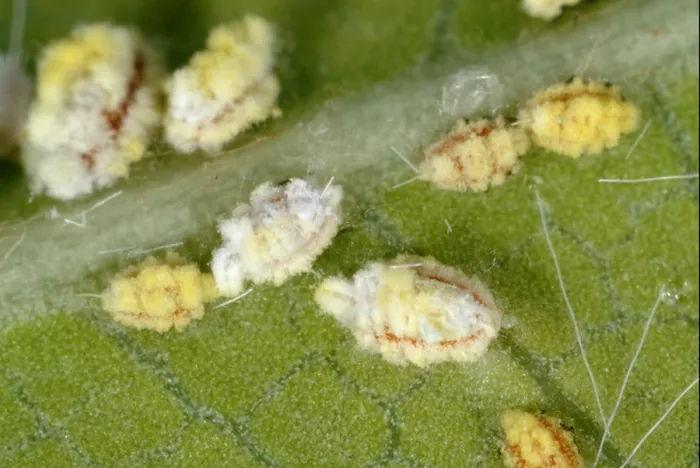 Framed Print : Cottony cushion scale (Icerya purchasi) nymphs on a leaf Framed Print : Cottony cushion scale (Icerya purchasi) nymphs on a leaf