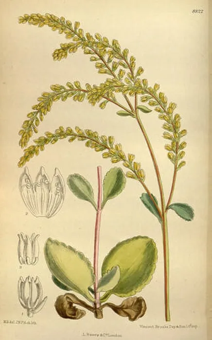 Framed Print : Cotyledon oppositifolia, also known as the small-leafed cotyledon Framed Print : Cotyledon oppositifolia, also known as the small-leafed cotyledon