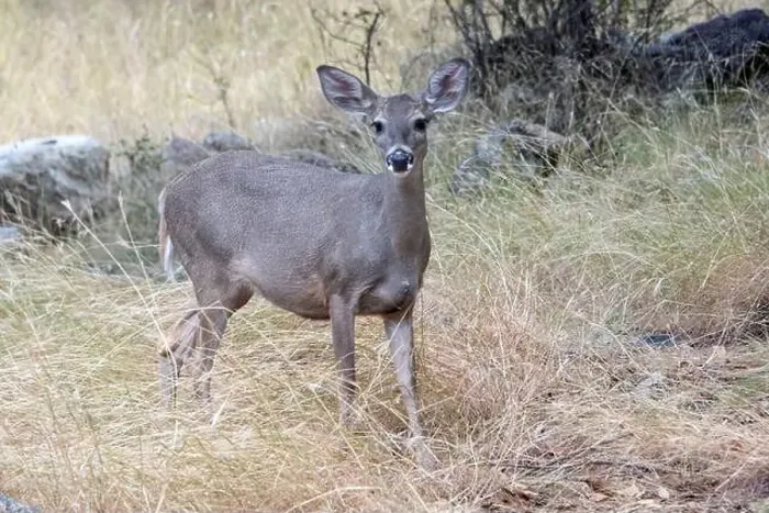 Framed Print : Coues White-tailed Deer (Odocoileus virginianus couesi) Framed Print : Coues White-tailed Deer (Odocoileus virginianus couesi)