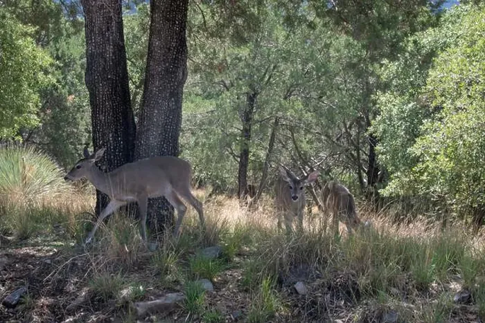 Framed Print : Coues White-tailed Deer (Odocoileus virginianus couesi) Framed Print : Coues White-tailed Deer (Odocoileus virginianus couesi)