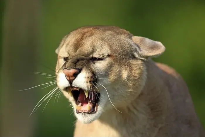 Framed Print : Cougar (Felis concolor), adult, portrait, hissing, angry, Minnesota, USA, North America Framed Print : Cougar (Felis concolor), adult, portrait, hissing, angry, Minnesota, USA, North America