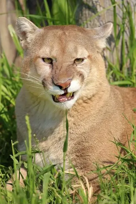 Framed Print : Cougar (Felis concolor), adult, portrait, hissing, angry, Minnesota, USA, North America Framed Print : Cougar (Felis concolor), adult, portrait, hissing, angry, Minnesota, USA, North America
