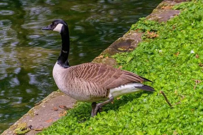 Framed Print : country goose branta canadensis on the edge of the Stadtgraben at Konigsallee in Dsseldorf