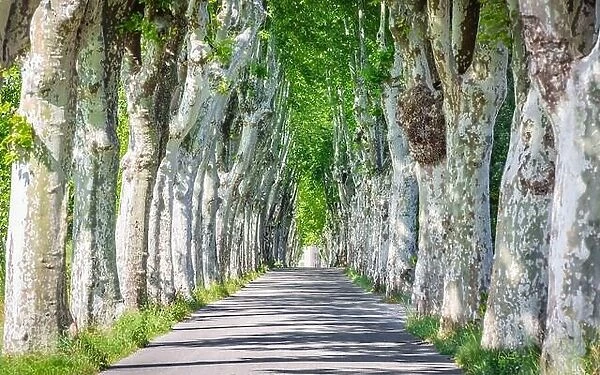 Country road running through tree alley in south France, Provence. Beautiful sycamore trees alley and road in summer landscape