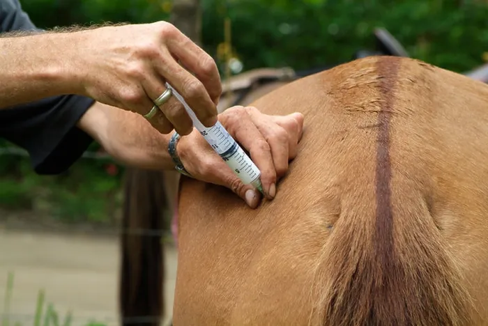 Framed Print : Country vet Giving injection to a horse Framed Print : Country vet Giving injection to a horse